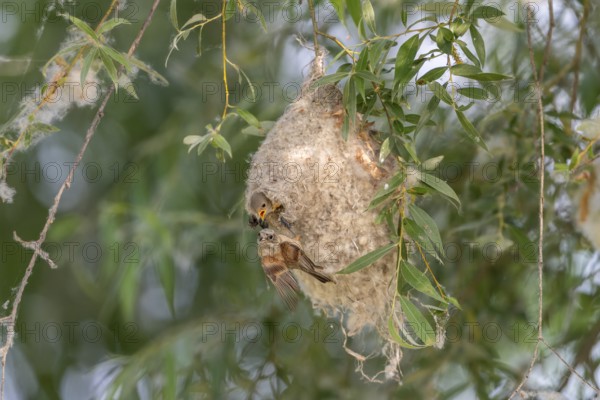 Penduline Tit (Remiz pendulinus), at the nest, with young bird in the nest, Danube Delta, Romania