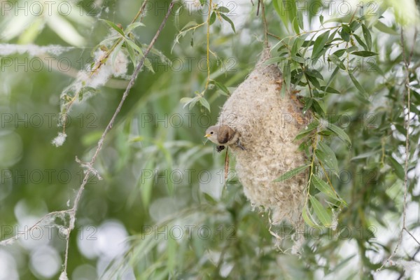 Penduline Tit (Remiz pendulinus), juvenile, in nest, Danube Delta, Romania