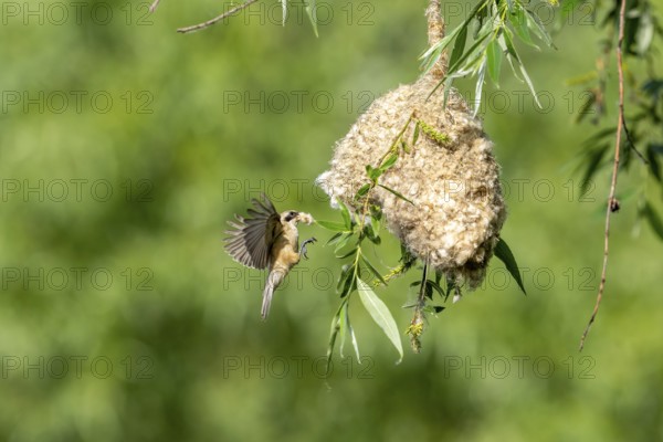 Penduline Tit (Remiz pendulinus) approaching the nest, Tiszaalpar, Hungary