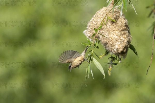 Penduline Tit (Remiz pendulinus) taking off from the nest, Tiszaalpar, Hungary