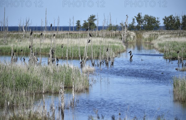 Kormorane, (Phalacrocorax carbo) in den Wasserläufen und Salzwiesen auf dem Darß, nahe der Ostsee, Mecklenburg-Vorpommern, Deutschland