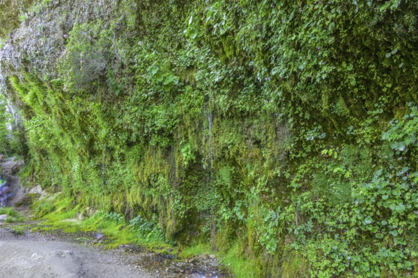 Rinnende Mauer am Steyr Fluss, Molln, Oberösterreich, Österreich