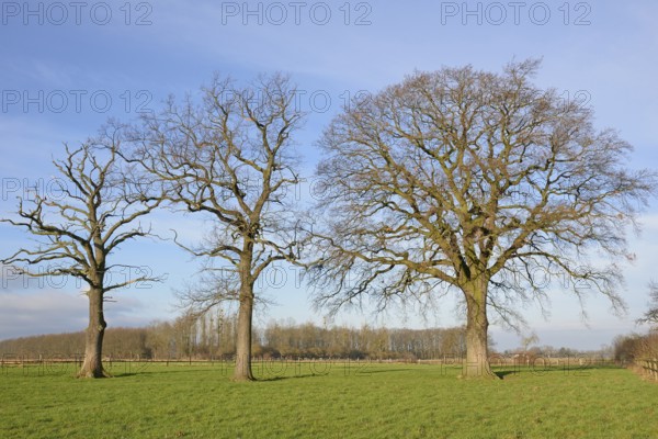 Drei kahle Laubbäume, Eiche (Quercus) auf einer Wiese, links ein stehendes Totholz, blauer Wolkenhimmel, Nordrhein-Westfalen, Deutschland