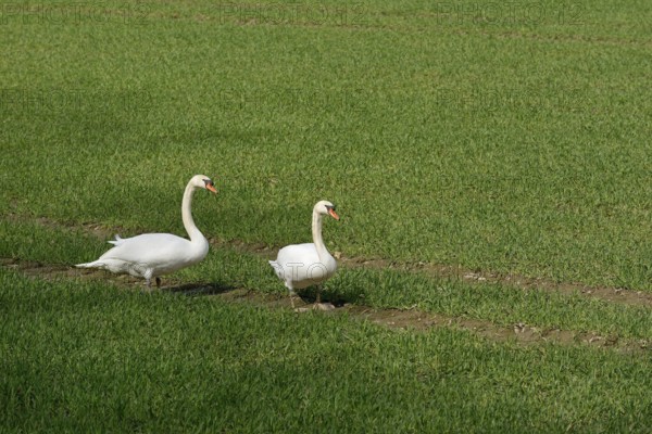 Höckerschwan (Cygnus olor), Schwäne auf einem grünen Getreidefeld, Nordrhein-Westfalen, Deutschland