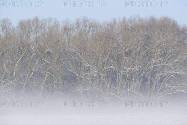 Winterlandschaft, Bodennebel steigt vor schneebedeckten Bäumen auf, blauer Himmel, Nordrhein-Westfalen, Deutschland