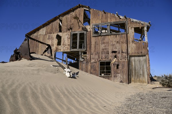 Schädel einer Oryx-Altilope (Oryx gazella) vor einer Ruine der ehemaligen Diamantenstadt Pomona, Diamentensperrgebiet, bei Lüderitz, Region Karas, Namibia