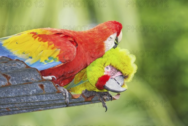 Military macaw (Ara militaris) and Scarlet Macaw (Ara macao) showing affection, Costa Rica, Central America