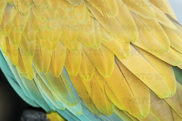 Military macaw (Ara militaris) feathers, close-up, Costa Rica, Central America