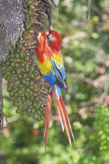 Scarlet Macaws (Ara macao) perching on a tree, Corcovado National Park, Osa Peninsula, Costa Rica