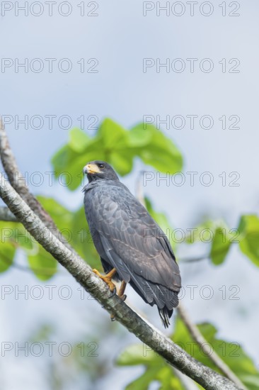Great black hawk (Urubitinga urubitinga) perched on a tree, Corcovado National Park, Osa Peninsula, Costa Rica