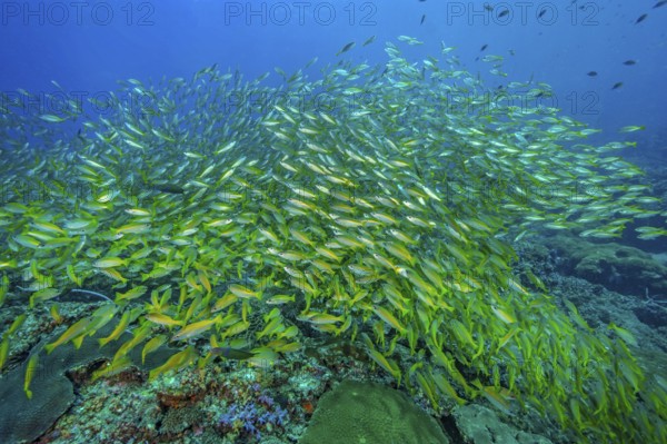 Unterwasserfoto von großer Schwarm von Gemeiner Gewöhnlicher Schnapper (Lutjanus lutjanus), Indischer Ozean, Andamanensee, Phuket, Thailand