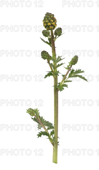 Kleiner Wiesenknopf Pimpernell (Sanguisorba minor), Pimpinelle, Blüte, Deutschland