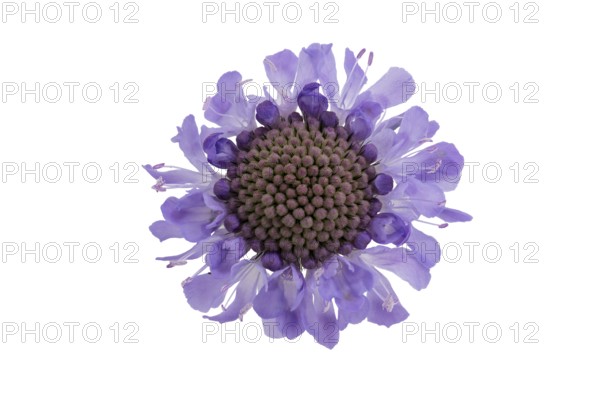 Tauben-Skabiose (Scabiosa columbaria), Blüte, Deutschland