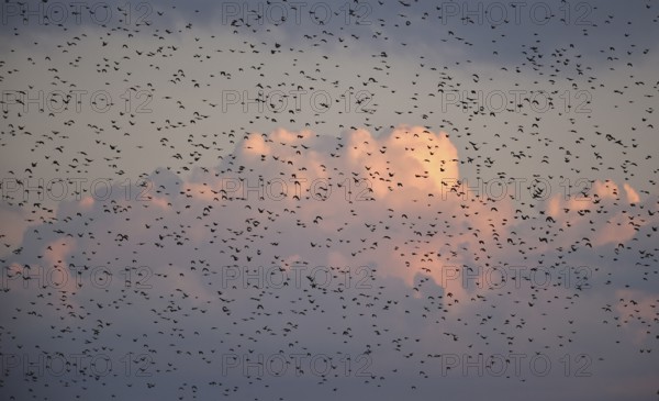 Stare, (Sturnus vulgaris), fliegen bei Sonnenaufgang auf dem Darß, Mecklenburg-Vorpommern, Deutschland