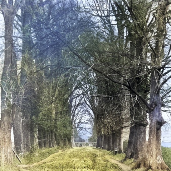 Colourised magic lantern slide of trees in Jetty Lane also called the Avenue, Woodbridge, Suffolk, England, UK c 1910