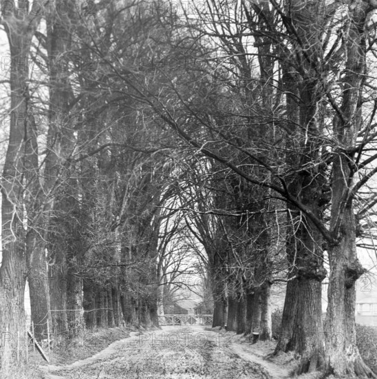 Magic lantern slide of trees in Jetty Lane also called the Avenue, Woodbridge, Suffolk, England, UK c 1910