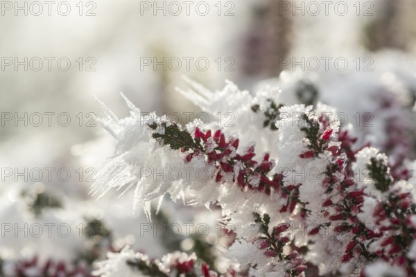 Ice crystals from roarfrost on a winter-flowering heather (Erica carnea) branch at sunshine in winter, Bavaria, Germany