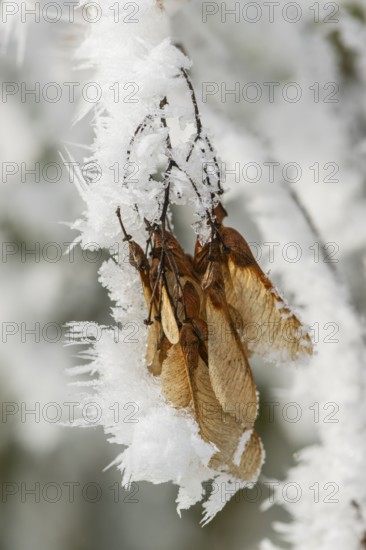 Ice crystals from roarfrost on Amur maple (Acer tataricum subsp. ginnala) seeds at sunshine in winter, Bavaria, Germany
