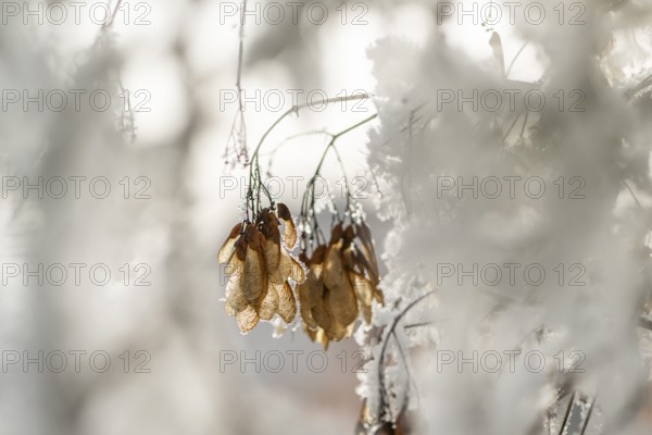 Ice crystals from roarfrost on Amur maple (Acer tataricum subsp. ginnala) seeds at sunshine in winter, Bavaria, Germany