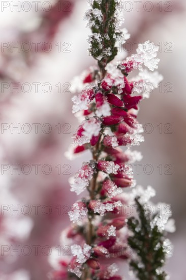 Ice crystals from roarfrost on a winter-flowering heather (Erica carnea) branch at sunshine in winter, Bavaria, Germany