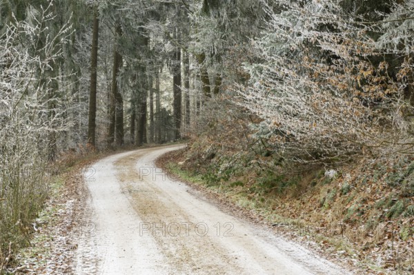 Forest road going through a mixed forest white from roarfrost on a sunny day in winter, Bavaria, Germany