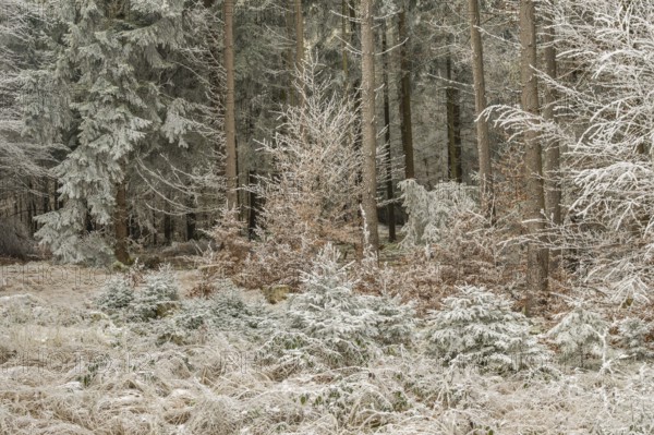 Mixed forest with norway spruce (Picea abies) and European beech (Fagus sylvatica) white from roarfrost, on a sunny day in winter, Bavaria, Germany