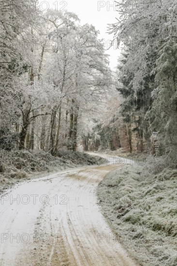Forest road going through a mixed forest white from roarfrost on a sunny day in winter, Bavaria, Germany
