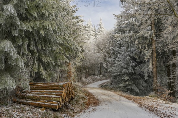Piled up felled tree trunks beside a forest road going through a mixed forest white from roarfrost on a sunny day in winter, Bavaria, Germany