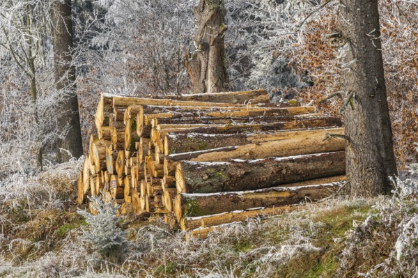 Piled up felled tree trunks in a forest white from roarfrost on a sunny day in winter, Bavaria, Germany