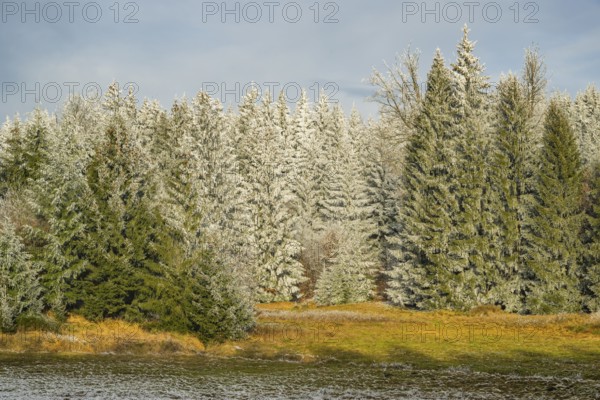 Meadow in a valley surrounded by a mixed forest with norway spruce (Picea abies) and European beech (Fagus sylvatica) white from roarfrost, on a sunny day in winter, Bavaria, Germany