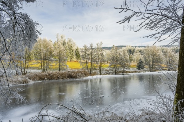 A frozen pont in a valley surrounded by a mixed forest with norway spruce (Picea abies) and European beech (Fagus sylvatica) white from roarfrost, on a sunny day in winter, Bavaria, Germany