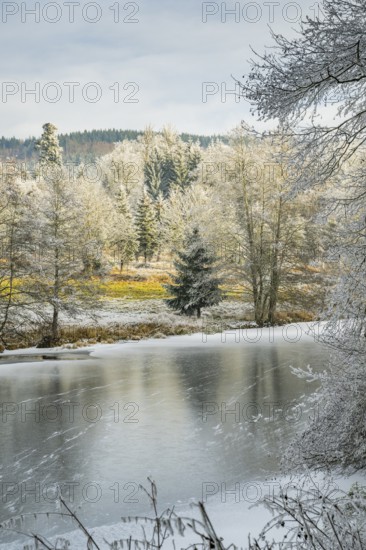 A frozen pont in a valley surrounded by a mixed forest with norway spruce (Picea abies) and European beech (Fagus sylvatica) white from roarfrost, on a sunny day in winter, Bavaria, Germany