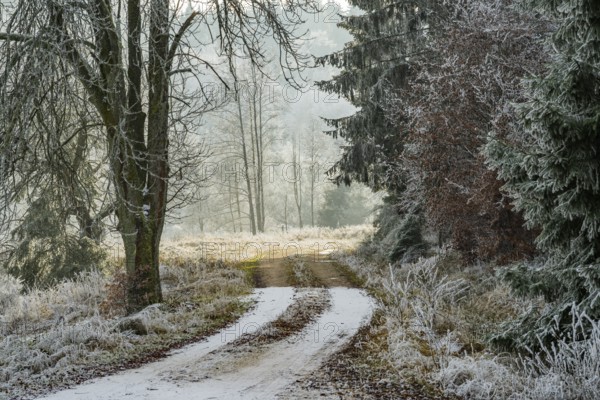 Forest road going through a beautiful landscape with forest, meadows and bushes, white from roarfrost, on a sunny day in winter, Bavaria, Germany
