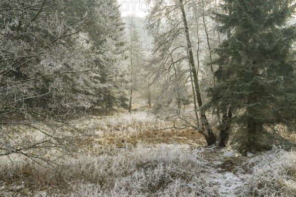 Valley surrounded by a mixed forest with young norway spruce (Picea abies) trees covered white from roarfrost, on a sunny day in winter, Bavaria, Germany