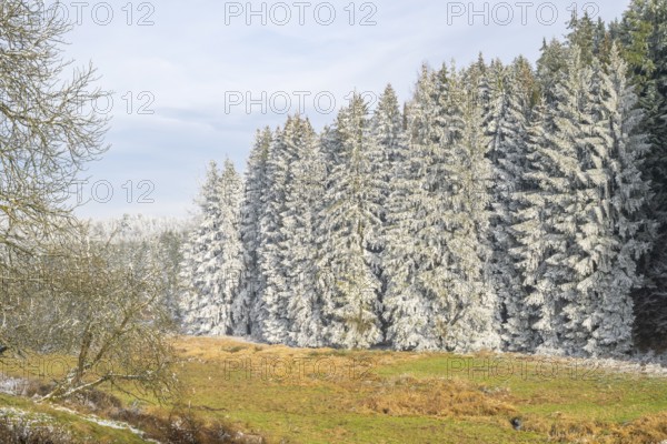 Meadow in a valley surrounded by a mixed forest with norway spruce (Picea abies) and European beech (Fagus sylvatica) white from roarfrost, on a sunny day in winter, Bavaria, Germany
