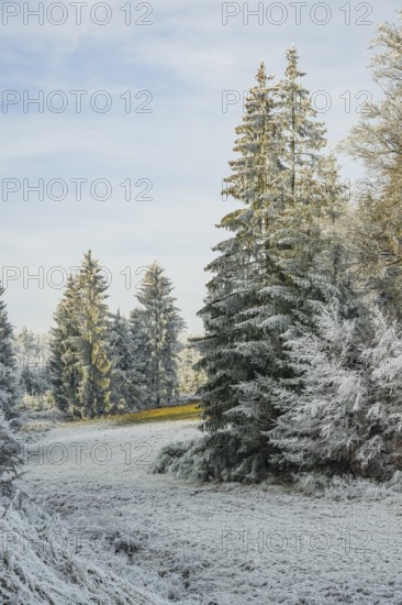Meadow in a valley surrounded by a mixed forest with norway spruce (Picea abies) and European beech (Fagus sylvatica) white from roarfrost, on a sunny day in winter, Bavaria, Germany