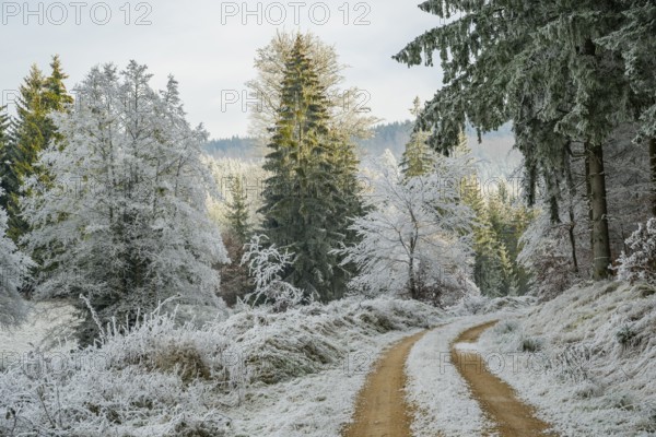 Forest road going through a beautiful landscape with forest, meadows and bushes, white from roarfrost, on a sunny day in winter, Bavaria, Germany