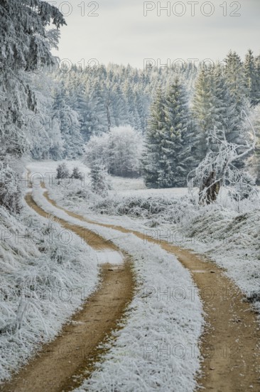 Forest road going through a beautiful landscape with forest, meadows and bushes, white from roarfrost, on a sunny day in winter, Bavaria, Germany
