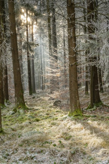 Mixed forest with norway spruce (Picea abies) and European beech (Fagus sylvatica) white from roarfrost, on a sunny day in winter, Bavaria, Germany