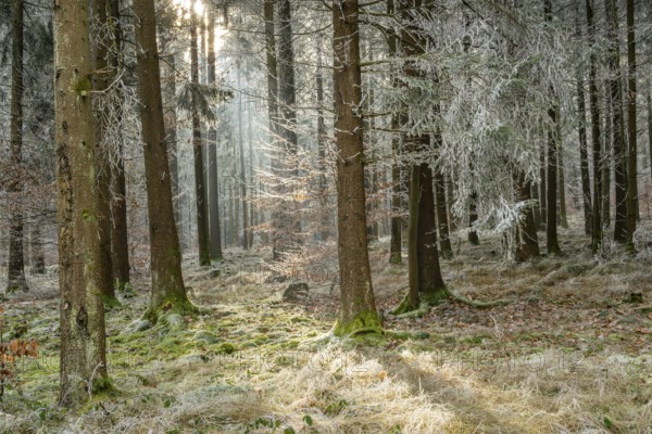 Mixed forest with norway spruce (Picea abies) and European beech (Fagus sylvatica) white from roarfrost, on a sunny day in winter, Bavaria, Germany