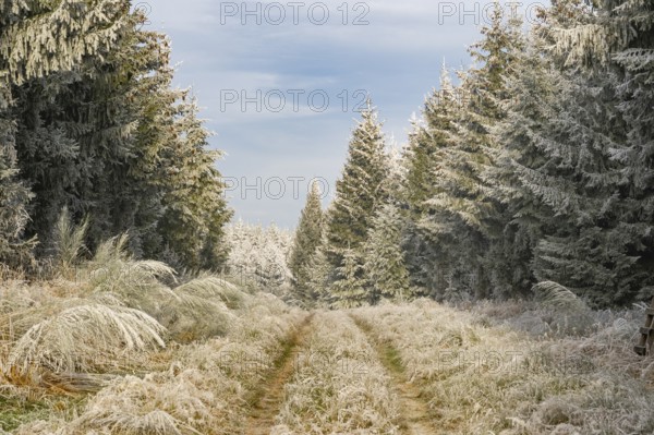 Walking trail going through a mixed forest white from roarfrost on a sunny day in winter, Bavaria, Germany