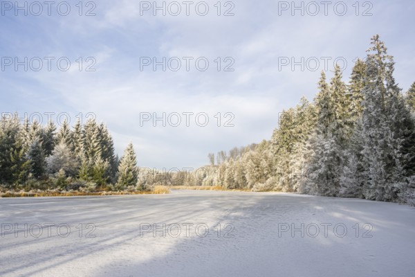 A frozen pont in a valley surrounded by a mixed forest with norway spruce (Picea abies) and European beech (Fagus sylvatica) white from roarfrost, on a sunny day in winter, Bavaria, Germany