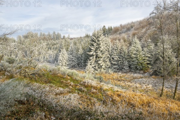 Valley with a small stream surrounded by a mixed forest with young norway spruce (Picea abies) trees covered white from roarfrost, on a sunny day in winter, Bavaria, Germany