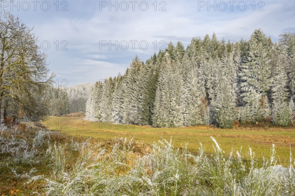 Meadow in a valley surrounded by a mixed forest with norway spruce (Picea abies) and European beech (Fagus sylvatica) white from roarfrost, on a sunny day in winter, Bavaria, Germany