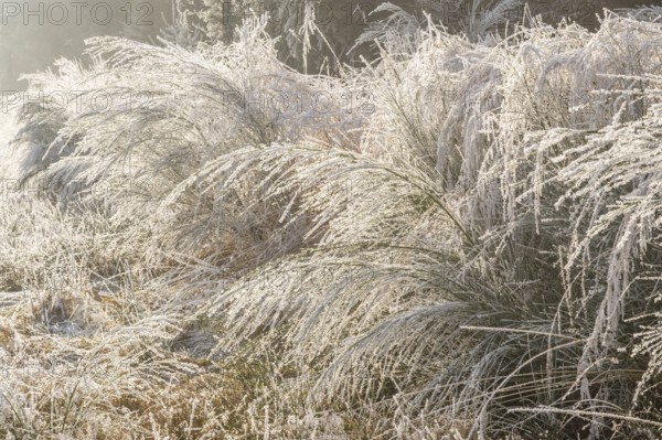 Common broom (Cytisus scoparius) growing in a valley beside a forest, white from roarfrost, on a sunny day in winter, Bavaria, Germany