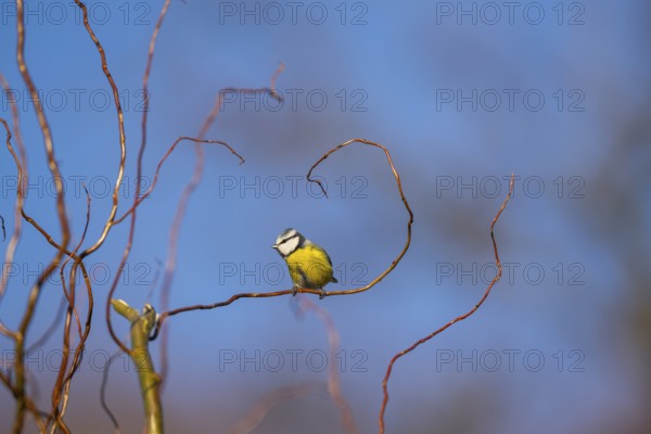 Eurasian blue tit (Cyanistes caeruleus) sitting on a branch, Bavaria, Germany