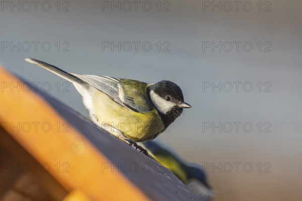 Great tit (Parus major) sitting on a fence, Bavaria, Germany