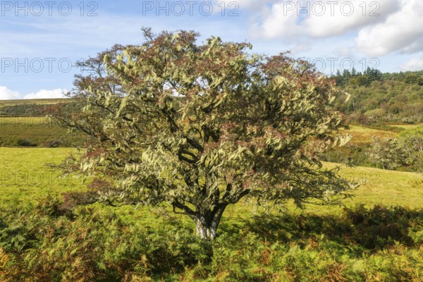 Lichen growing on hawthorn tree, near Hayford, Buckfastleigh, Dartmoor national park, Devon, England, UK indicating good unpolluted air quality