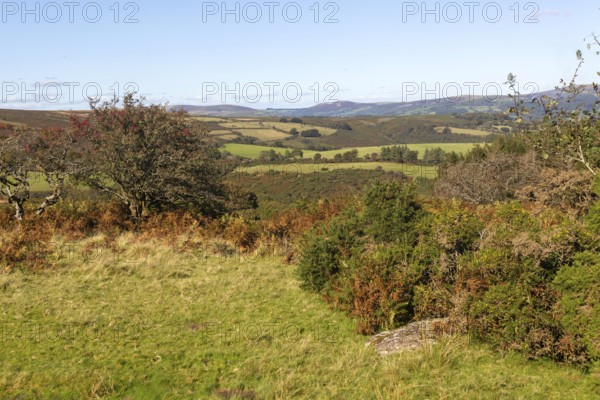 Autumnal colours of autumn vegetation on moorland, near Hayford, Buckfastleigh, Dartmoor national park, Devon, England, UK