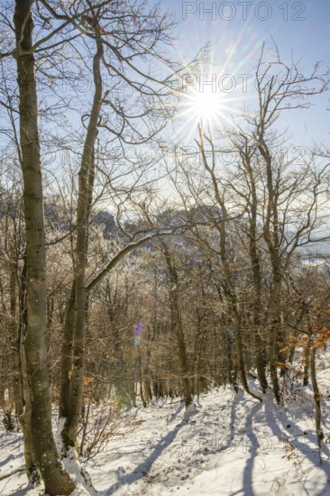 European beech (Fagus sylvatica) trees in a forest with hoarfrost on the branches in winter, Vápec, Horná Poruba, Slovakia